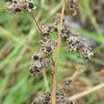 Chenopodium album Ffrwyth