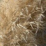 Cortaderia selloana Fleur