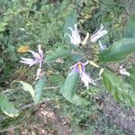 Solanum subinermeᱵᱟᱦᱟ