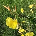 Oenothera glaziovianaফুল