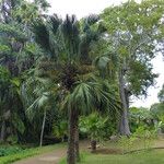 Livistona chinensis Hábitos