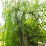 Salix babylonica Hábito