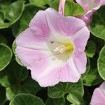 Calystegia soldanella Flower