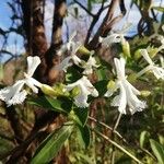 Oxera neriifolia Flor