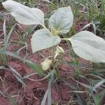 Synedrella nodiflora Feuille