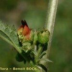 Scrophularia crithmifolia