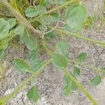 Cleome oxypetala Fuelha