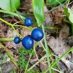 Clintonia borealis Fruit