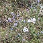 Campanula rotundifoliaFlower