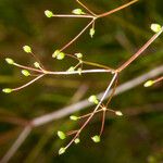 Trinia glauca Frutto