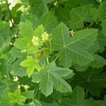 Jatropha chevalieri Flower