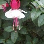 Fuchsia spp. Virág