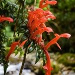 Columnea oerstediana Kvet