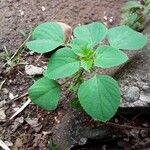 Acalypha indica Blad