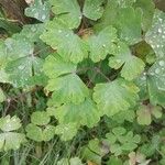 Ranunculus auricomus Leaf