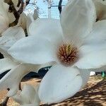 Magnolia denudata Blomma