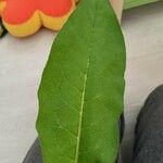 Symphytum officinale Leaf