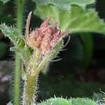 Heuchera sanguinea Blomst