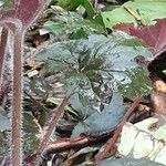 Heuchera sanguinea Feuille