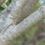 Olea capensis Bark