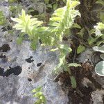 Nonea lutea Leaf