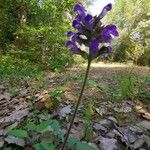 Prunella hastifolia Bloem