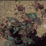 Asclepias cordifolia Habitat