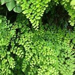 Adiantum raddianum Συνήθη χαρακτηριστικά