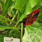 Palisota mannii Otro