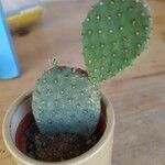 Opuntia macrocentra List