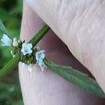 Lycopus uniflorus Flower