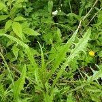 Crepis capillaris Habit