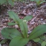 Clintonia umbellulata 形態