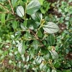 Cotoneaster acutifolius Yaprak