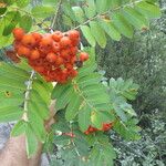 Sorbus decora Meyve