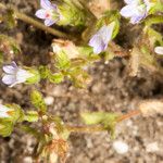 Campanula erinus Flower