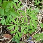 Corydalis solida 葉