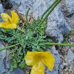 Glaucium flavum Blatt