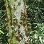 Zanthoxylum clava-herculis چھال