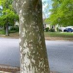 Platanus occidentalis Bark