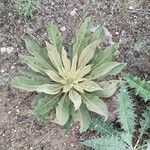 Verbascum sinaiticum Blatt