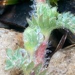 Alchemilla pinnata Leaf