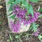 Cestrum elegans Feuille