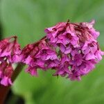 Bergenia crassifoliaFloro