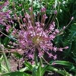 Allium schubertii Květ