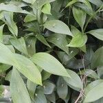 Ruscus hypophyllumBlad