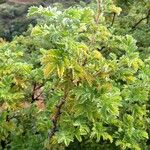 Leucosidea sericea Yaprak
