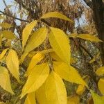 Fraxinus chinensis Leaf