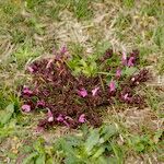 Pedicularis sylvatica Habit