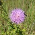 Cirsium discolor Blomst